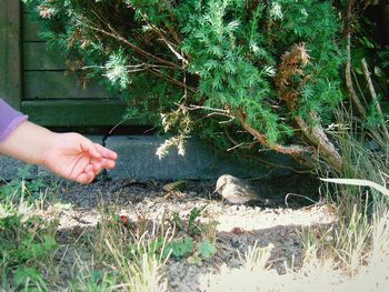 Hand holding bird by grass