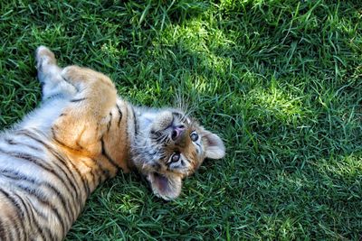 View of cat lying on grass