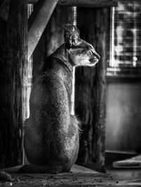 Close-up of animal sitting on wood at zoo