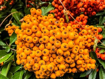 Close-up of orange berries on tree