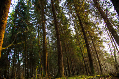 Low angle view of bamboo trees in forest