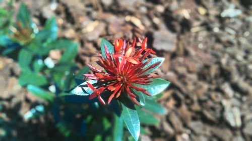 Close-up of pink flower blooming outdoors