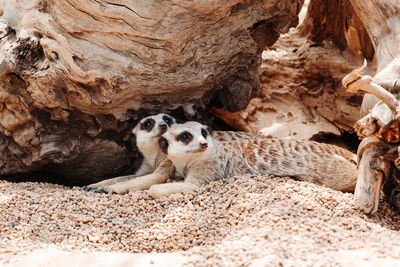 Close-up of meerkat