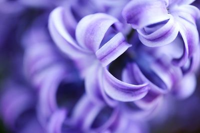 Close-up of purple flowering plant