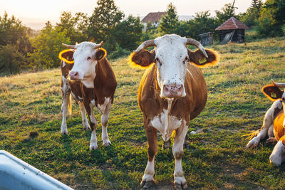 Portrait of cows on field