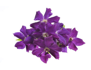 Close-up of purple flowering plant against white background