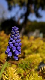 Close-up of purple flowers