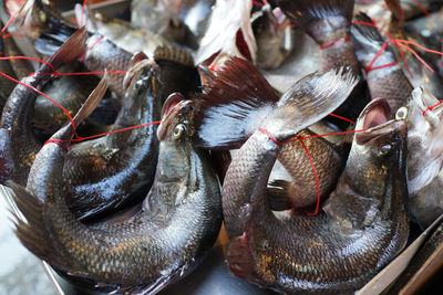 Close-up of fish for sale in market