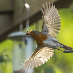 Close-up of a bird flying