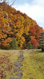 Close-up of autumn trees against sky