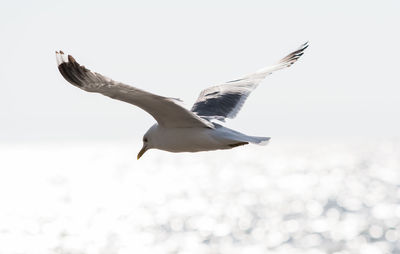 Seagull flying over sea against clear sky