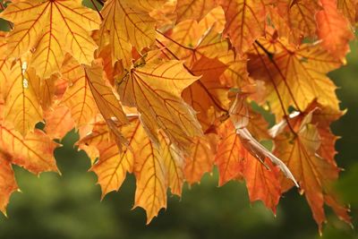 Close-up of maple leaves