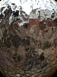 Close-up of frozen tree trunk during winter