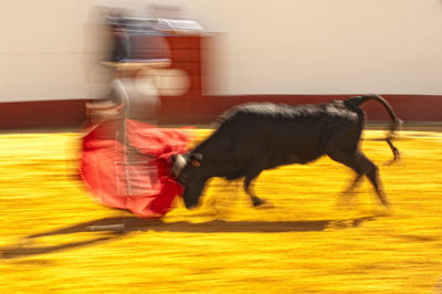 Side view of horse riding