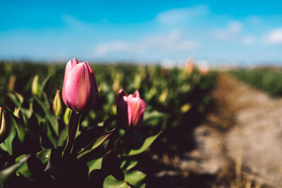 Close-up of pink flowering plants on field