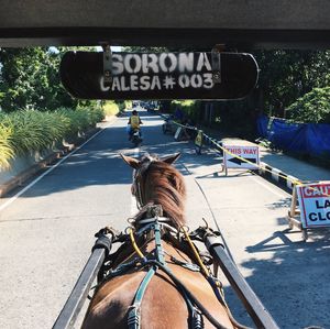 Horse cart on road by trees