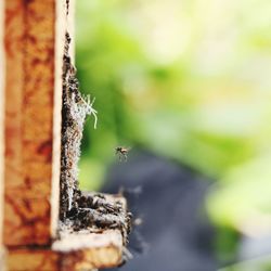 Close-up of bee on leaf