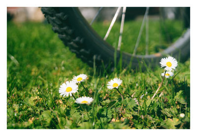 White daisy flowers in field