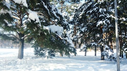 Trees on snow covered land