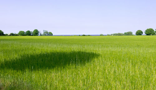 Scenic view of agricultural field against clear sky