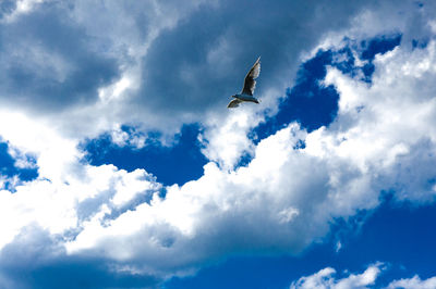 Low angle view of bird flying in sky