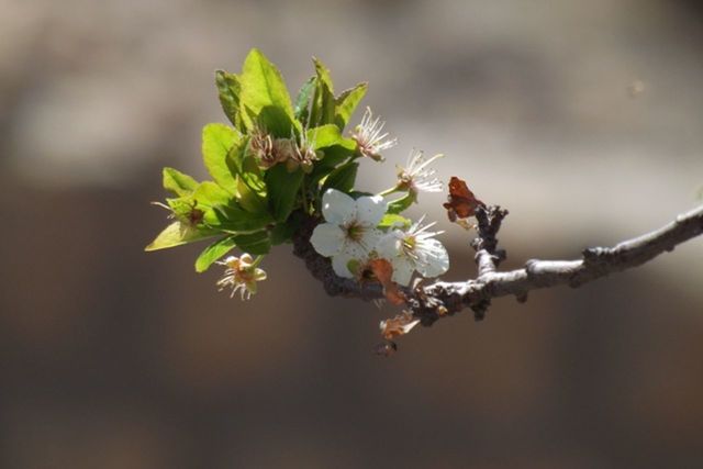 flower, growth, focus on foreground, freshness, fragility, close-up, nature, beauty in nature, plant, bud, petal, twig, stem, selective focus, branch, white color, flower head, season, blossom, blooming