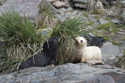 Sheep sitting on rock in zoo