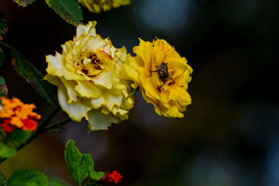 Close-up of bee pollinating on yellow rose flower