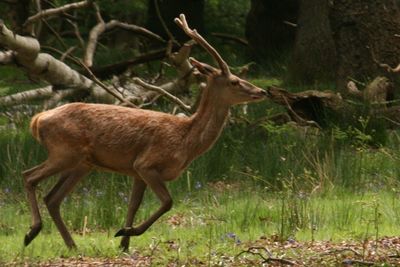 Stag running on field