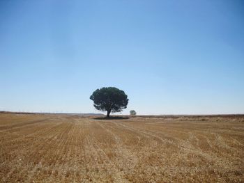 Trees on field against blue sky