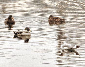 Ducks swimming on lake