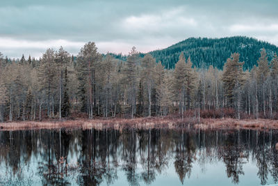 Reflection of trees in lake against sky in forest