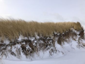 Trees on snow covered field against sky
