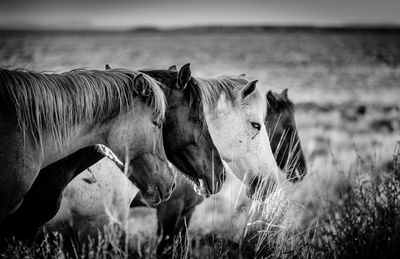 Horses in a field