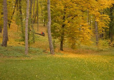 Trees in forest during autumn