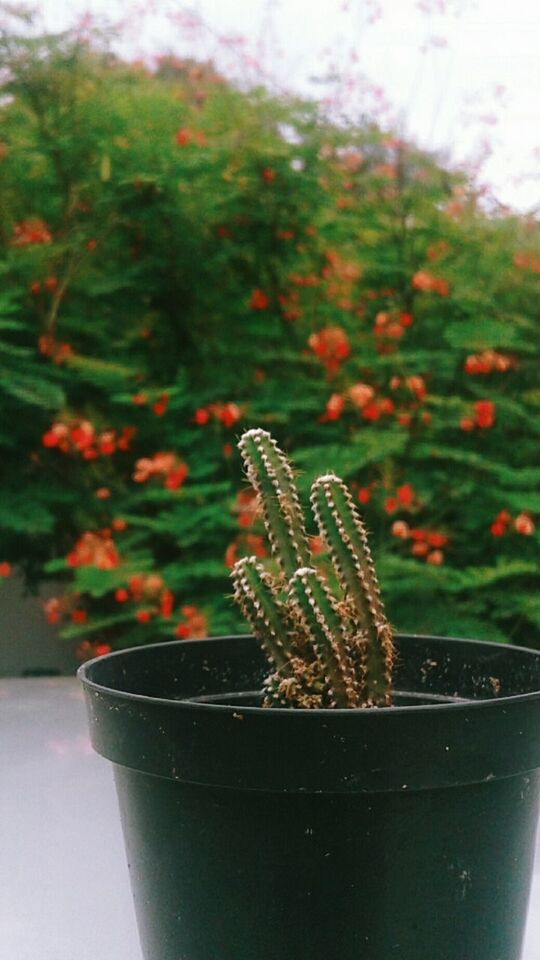 plant, no people, nature, growth, close-up, tree, day, outdoors, beauty in nature