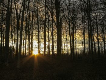 Sun shining through trees in forest