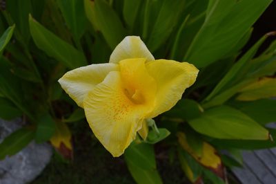 Close-up of yellow flowering plant