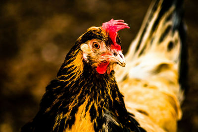 Close-up of rooster