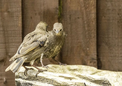 Close-up of birds perching on wood