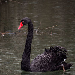 Swan swimming in lake