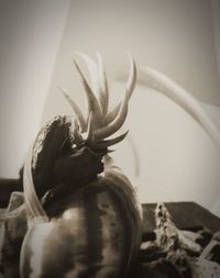 Close-up of potted plant on table at home