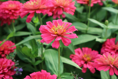 Close-up of pink flowering plants