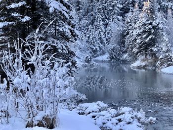 Snow covered trees by lake