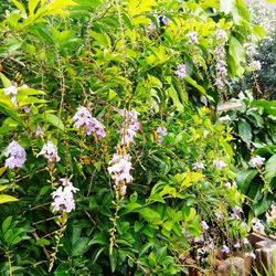 Close-up of white flowering plants