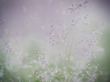 Grass seed heads