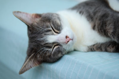 Close-up of cat sleeping on bed