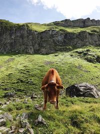 Horse standing in a field