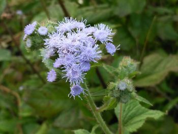 Close-up of purple flowers