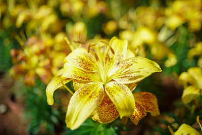 Close-up of yellow flowering plant